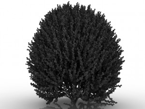 forsythia 3D-Modell