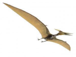 pterodactyl Modello 3D