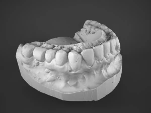 plaster teeth 3D Model