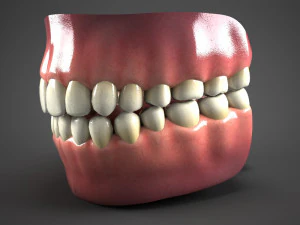 realistic mouth teeth tongue 3D Model