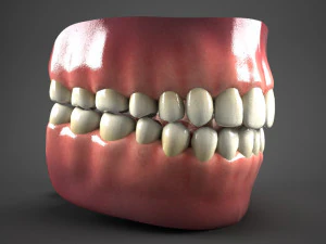 realistic mouth teeth tongue 3D Model