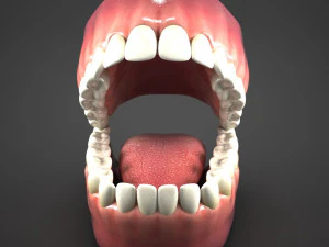 realistic mouth teeth tongue 3D Model