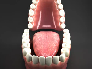 realistic mouth teeth tongue 3D Model