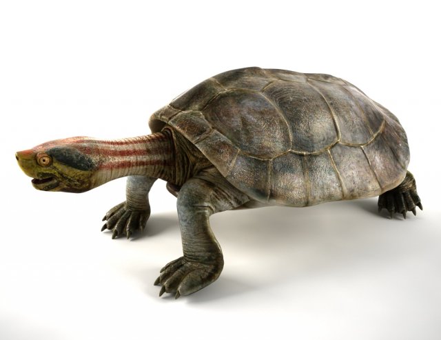 turtle 3D Модель .c4d .max .obj .3ds .fbx .stl .blend 