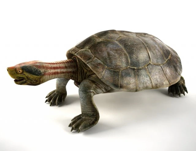 tartaruga Modelo 3D .c4d .max .obj .3ds .fbx .stl .blend 