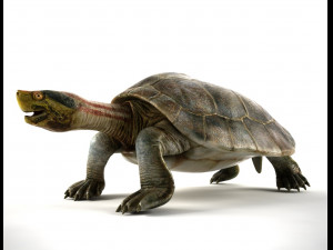 turtle 3D Модель