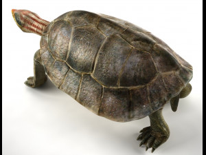 turtle 3D Модель