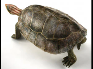 tartaruga Modelo 3D