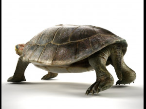 turtle 3D Модель