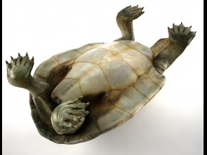 turtle 3D Модель