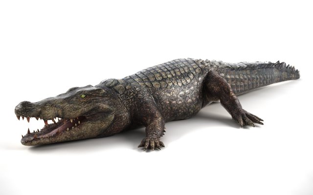 crocodile 3D-Modell .c4d .max .obj .3ds .fbx .stl .blend 