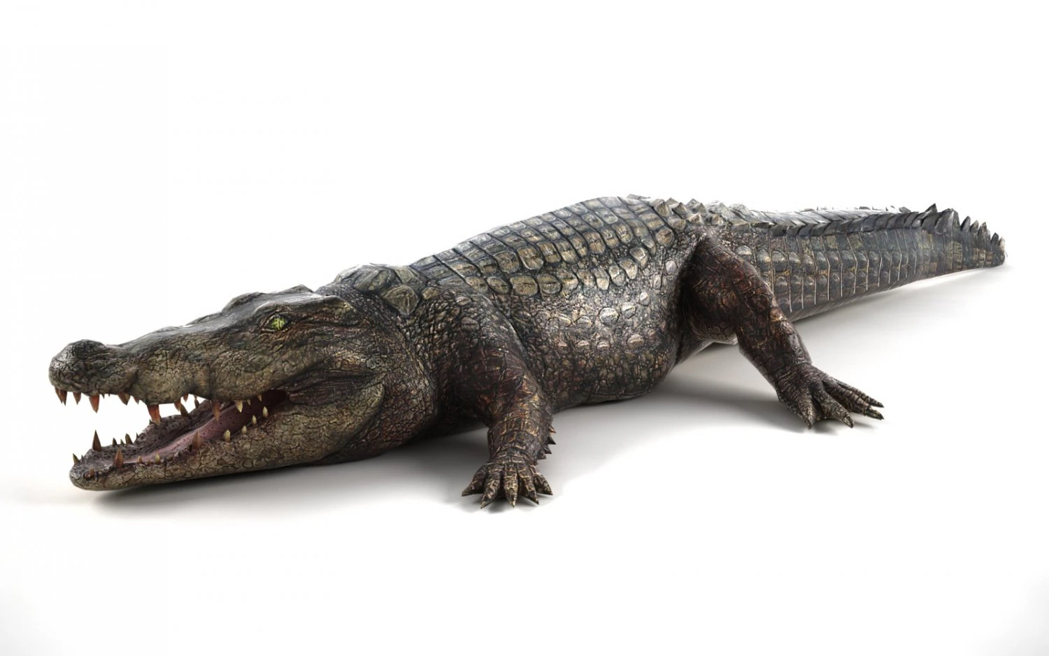 crocodile 3D Model .c4d .max .obj .3ds .fbx .stl .blend 