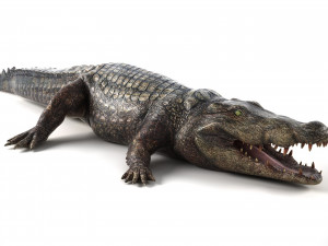crocodile 3D-Modell