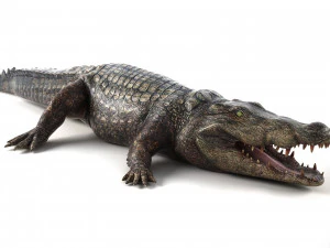 crocodile 3D Model