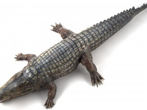 crocodile 3D-Modell