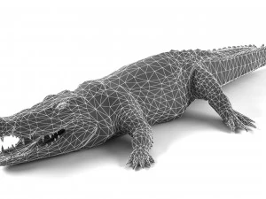 crocodile 3D Model