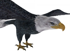 eagle Model 3D