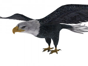 eagle Model 3D