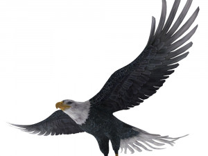 eagle Model 3D
