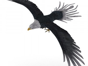eagle Model 3D