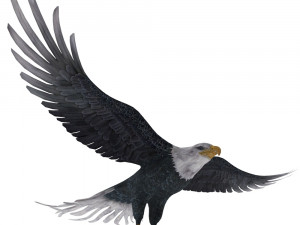 eagle Model 3D