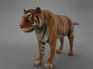 tigre de Sumatra Modèle 3D