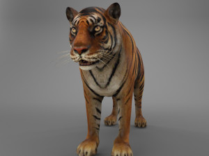 sumatran tiger 3D Model