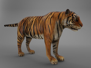 sumatran tiger 3D Model