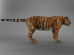 sumatran tiger 3D Model
