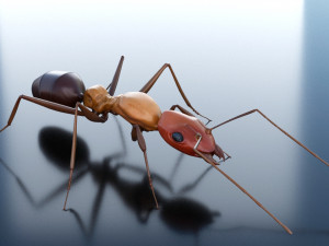 ant 3d rig low-poly 3Dモデル