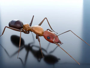 ant 3d rig low-poly 3D Model