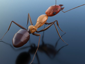 ant 3d rig low-poly 3Dモデル