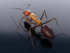 ant 3d rig low-poly 3Dモデル