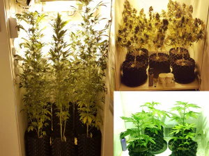 mattroots small - sistema air pot - sistema de macetas aireadas Modello di stampa 3D