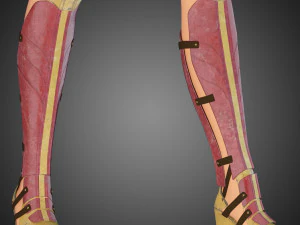 wonder woman 3D Model