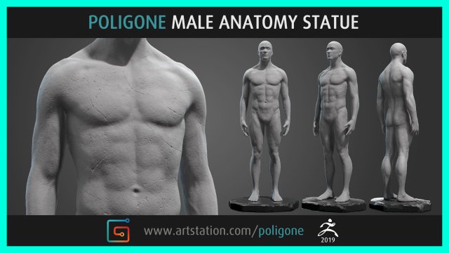 male anatomy statue 3D Model .c4d .max .obj .3ds .fbx .stl .blend 