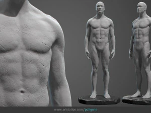 male anatomy statue 3D Model