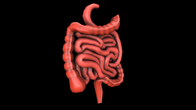 colon large intestine medical digestive system low-poly 3D Модель .c4d .max .obj .3ds .fbx .stl .blend 