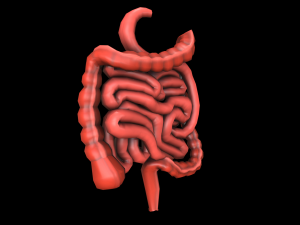 colon large intestine medical digestive system low-poly  3D Model