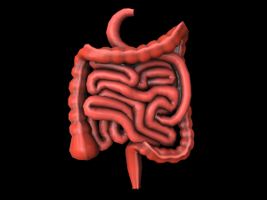 colon large intestine medical digestive system low-poly 3D Модель