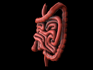 colon large intestine medical digestive system low-poly 3D Модель