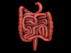colon large intestine medical digestive system low-poly 3D Модель