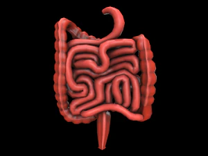 c&oacute;lon intestino grosso m&eacute;dico sistema digestivo baixo poli Modelo 3D