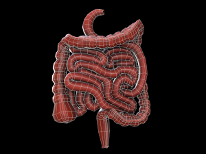colon large intestine medical digestive system low-poly 3D Модель