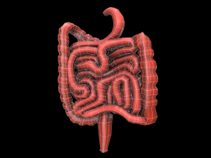 colon large intestine medical digestive system low-poly 3D Модель