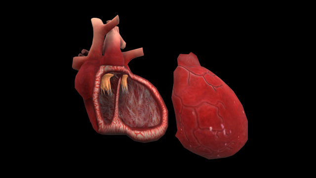 heart medical science low-poly 3D Model .c4d .max .obj .3ds .fbx .stl .blend 