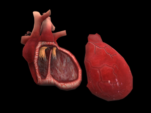 heart medical science low-poly  3D Model