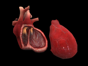 heart medical science low-poly 3D Model