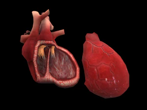 scienza medica del cuore low-poly Modello 3D