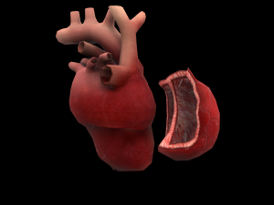 heart medical science low-poly 3D Model